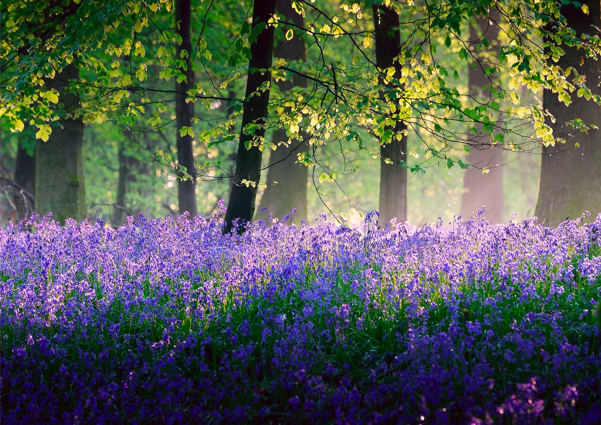 natura anglia las drzewa światło kwiaty dzwonki wiosna maj