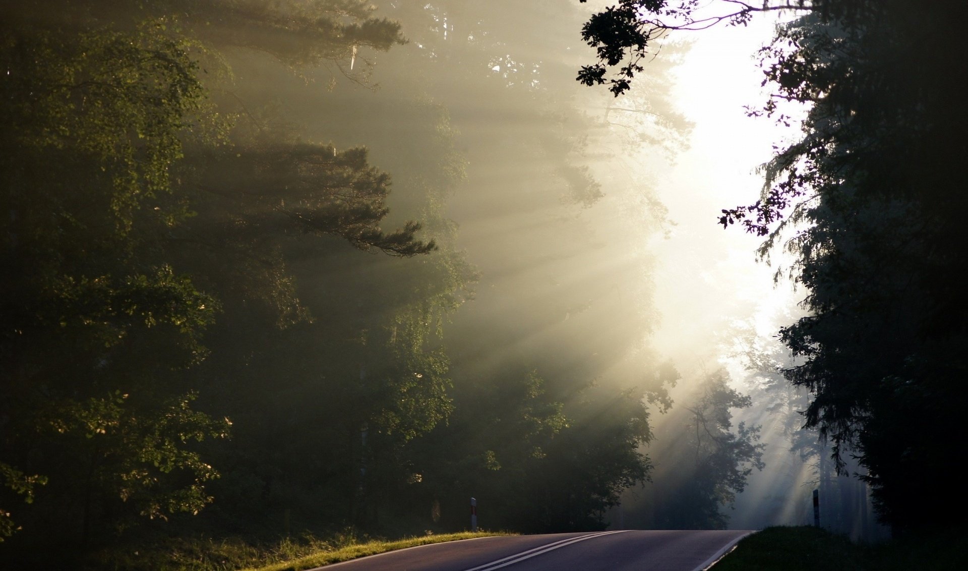 nature forest fog road