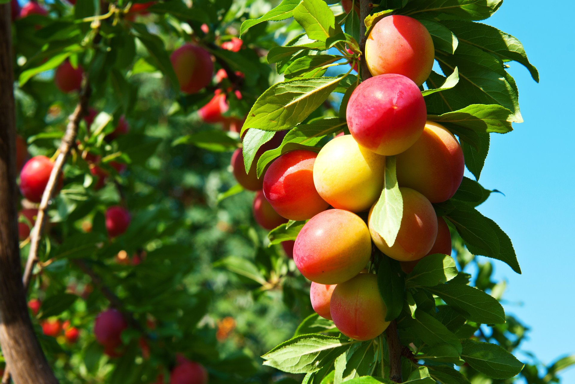 printemps jardin arbres fruits prunes maturation