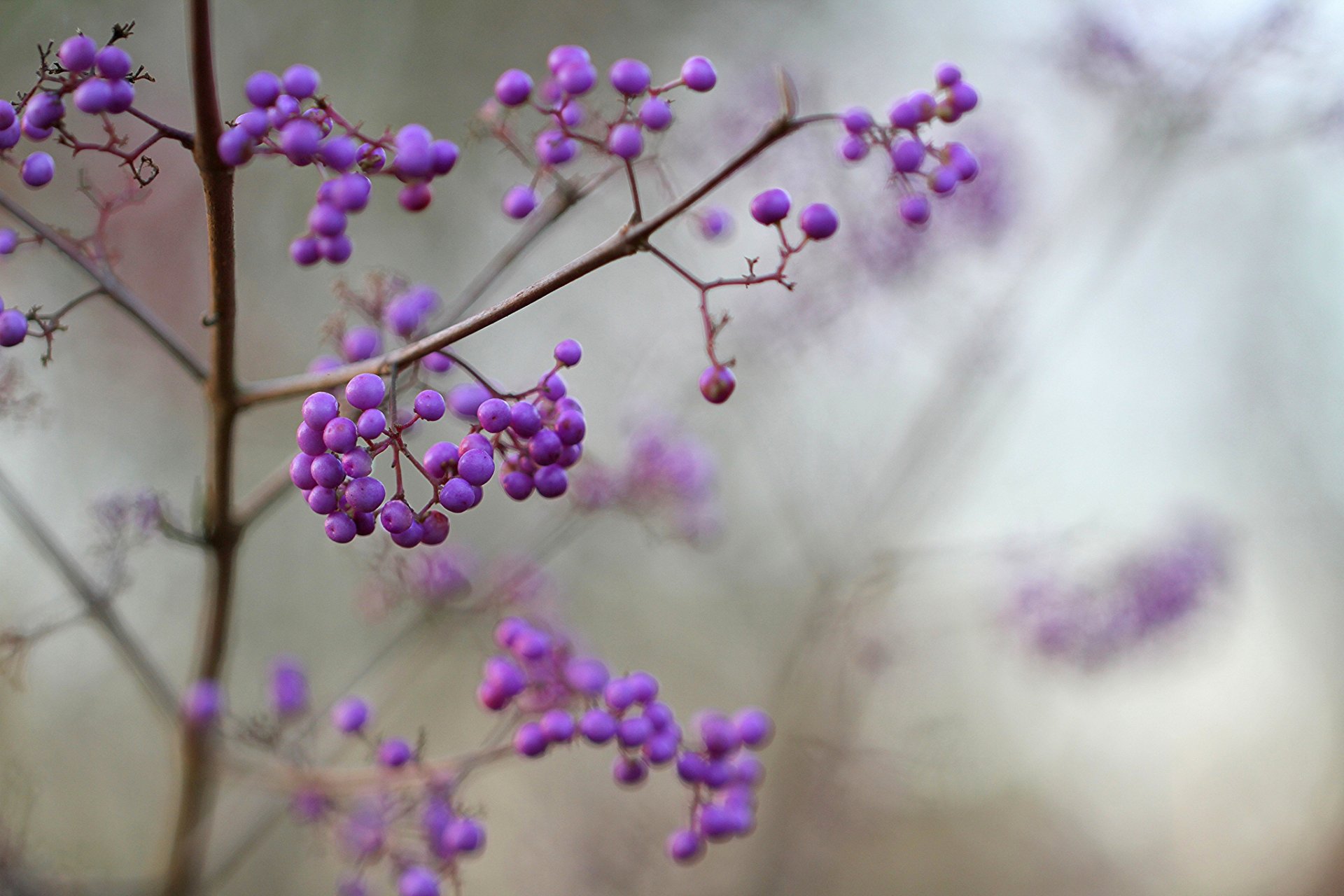 arbusto bayas lila púrpura fruta hermosa callicarpa macro enfoque desenfoque