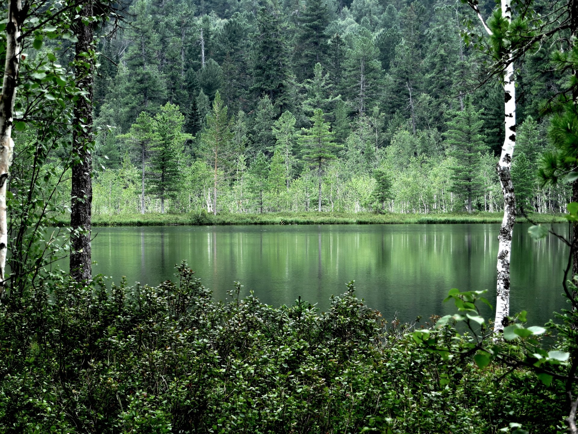 nature arbres eau réflexion été forêt