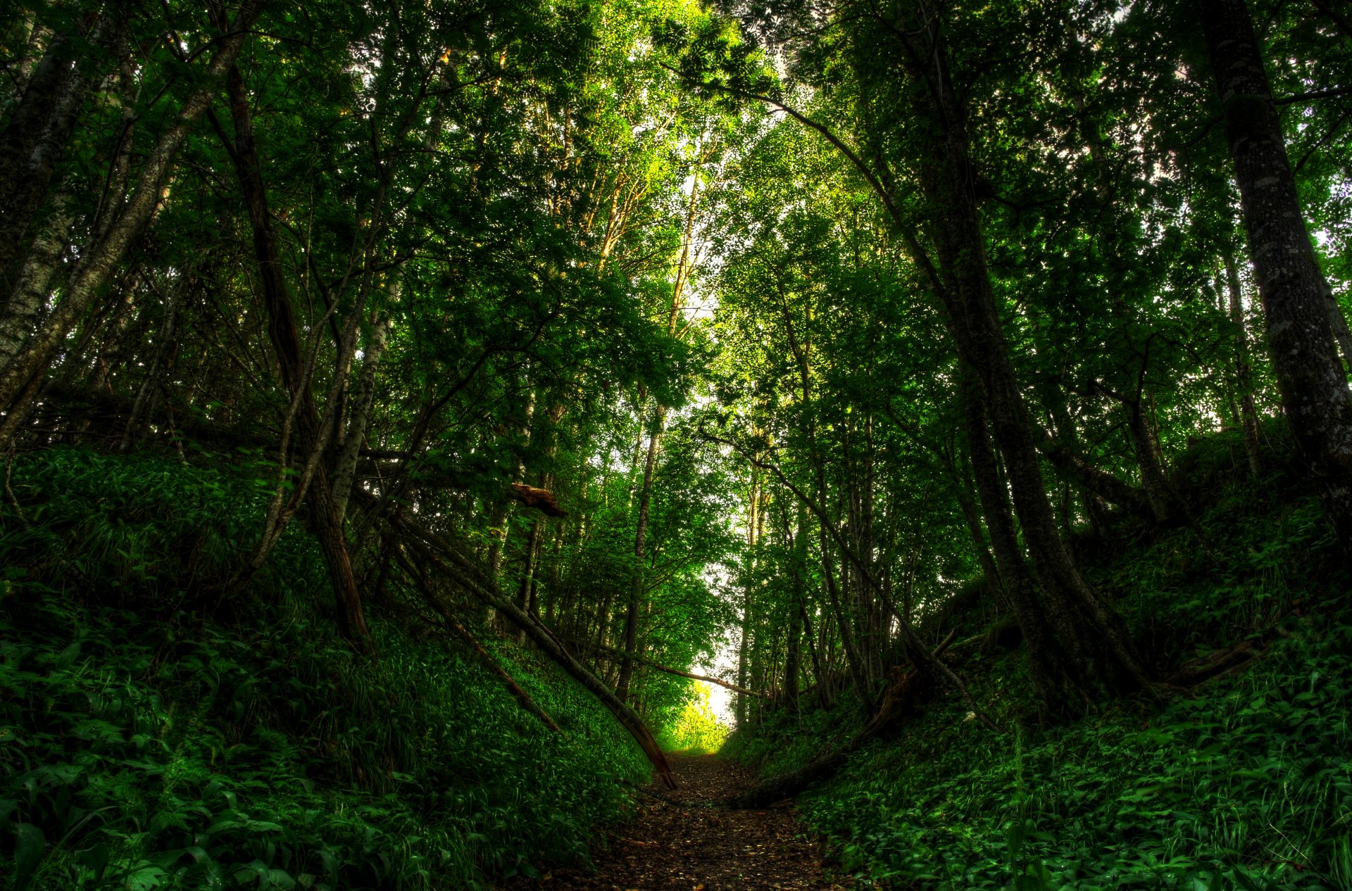 natura droga las światło