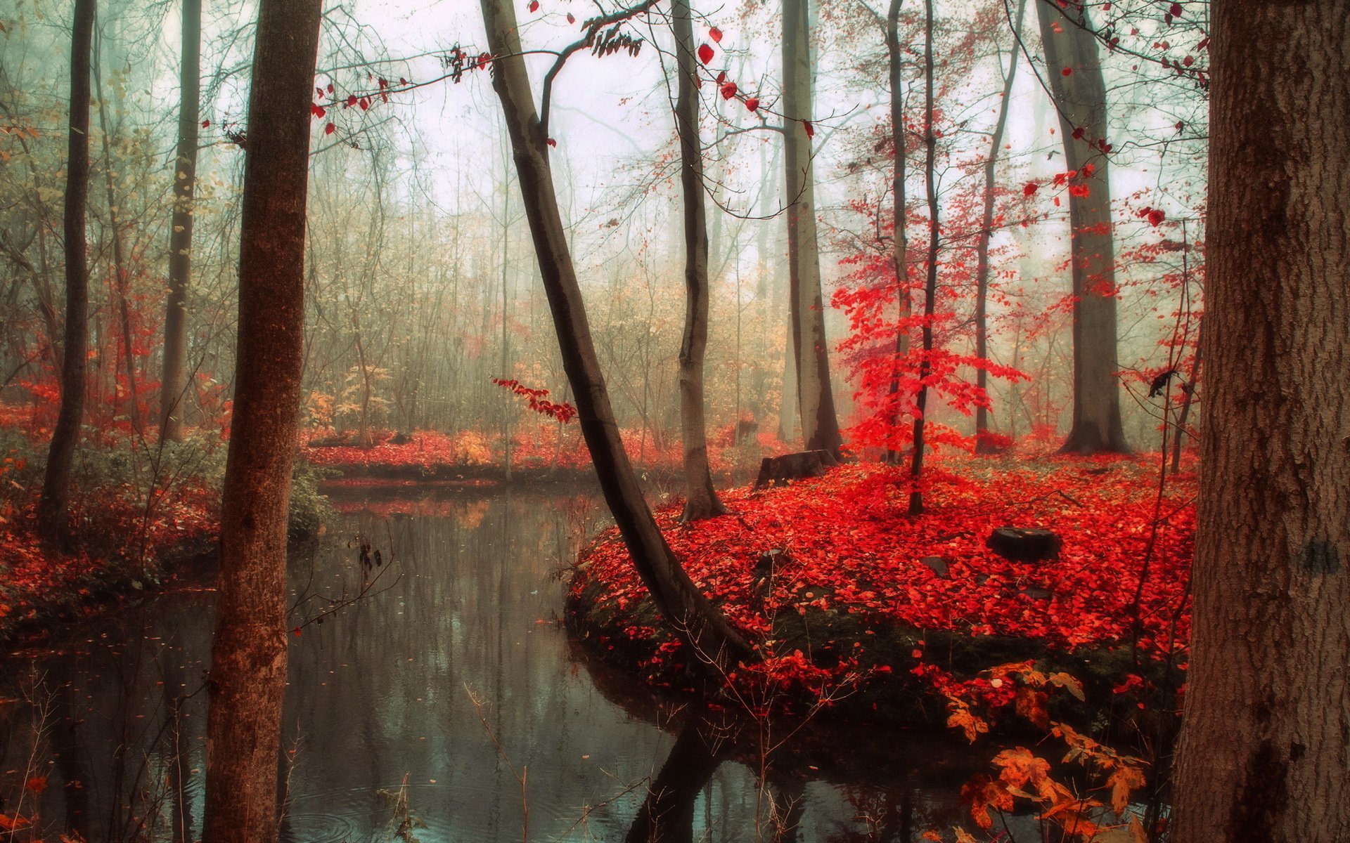 bosque otoño naturaleza