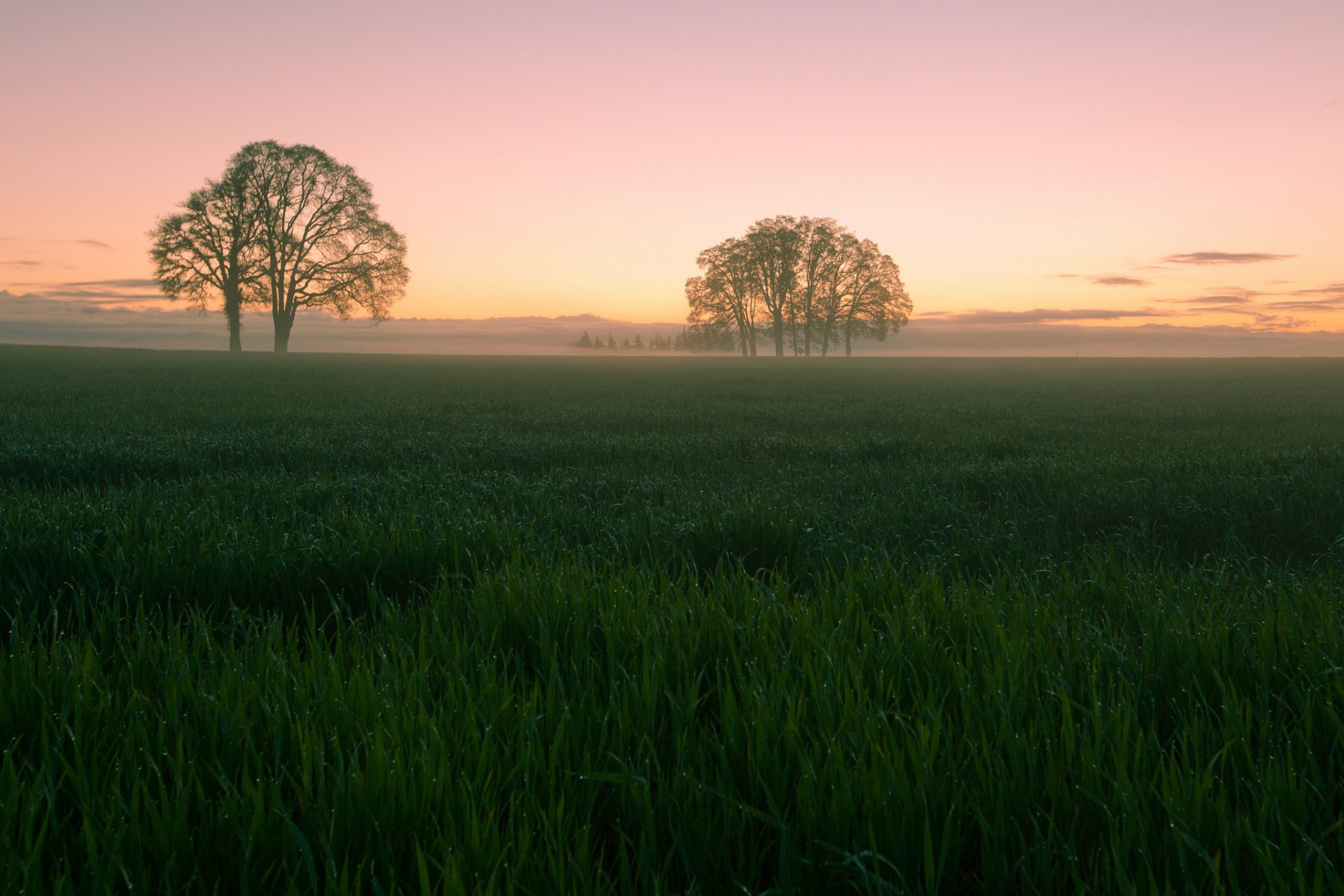 champ clairière herbe arbres soir coucher de soleil ciel nuages