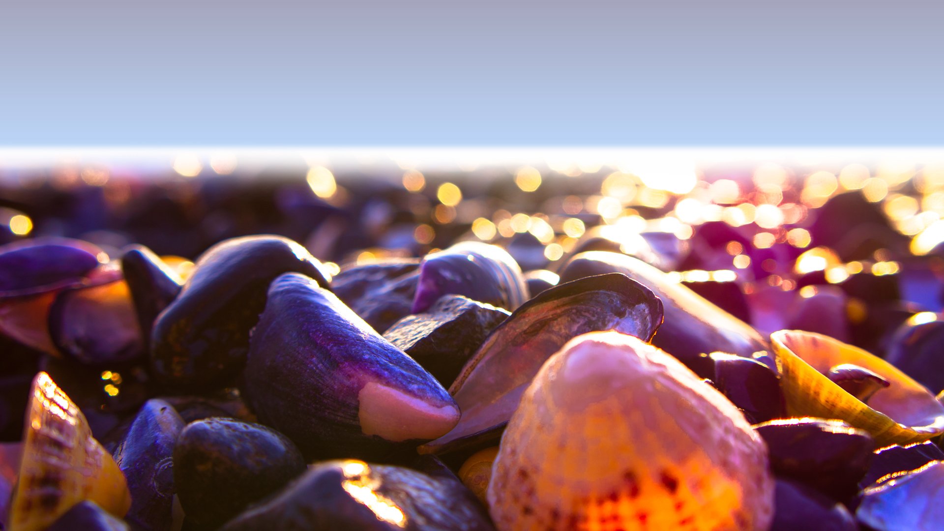 mare conchiglie colore spiaggia riva luce