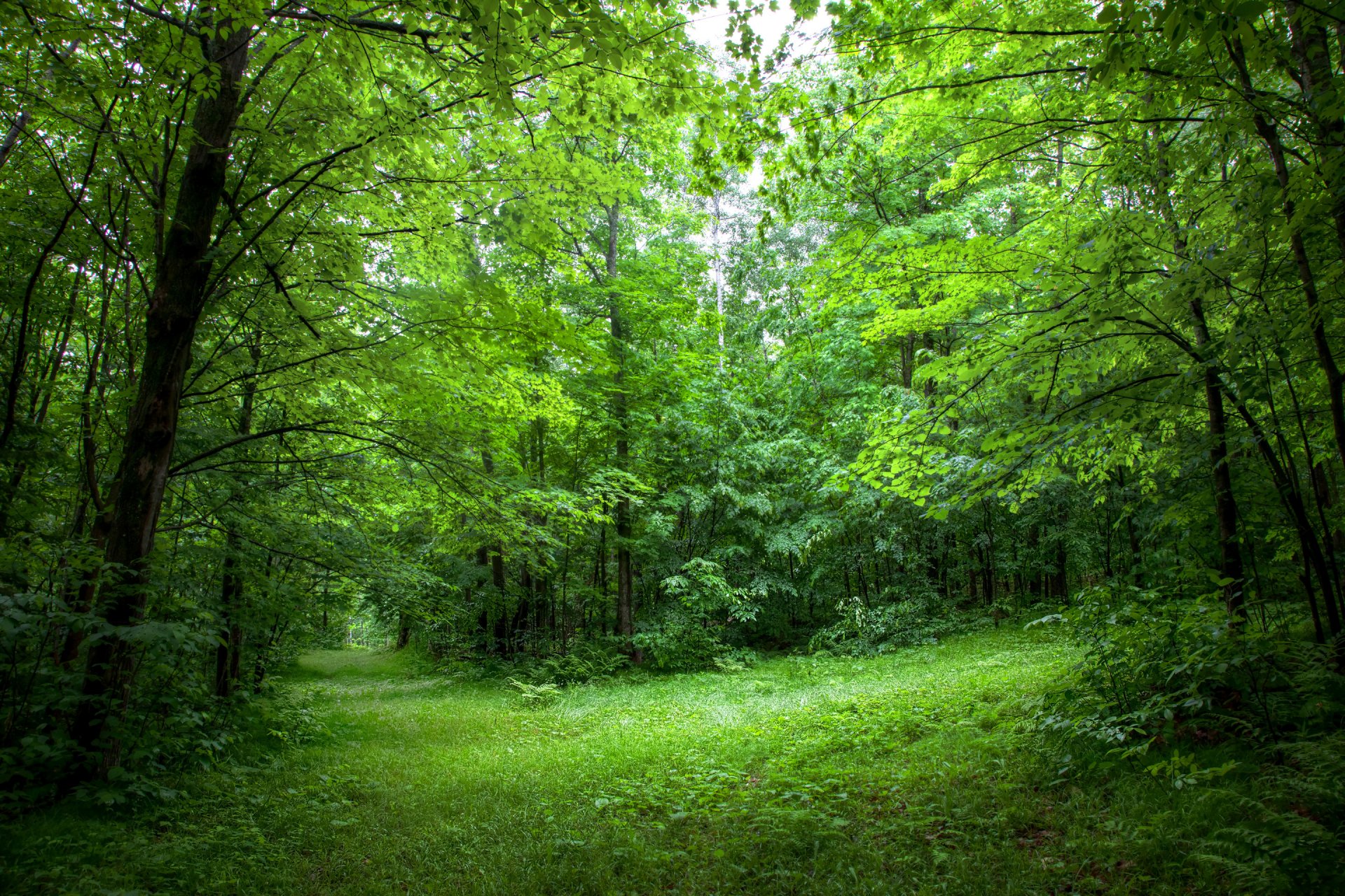 bosque árboles borde hojas verano