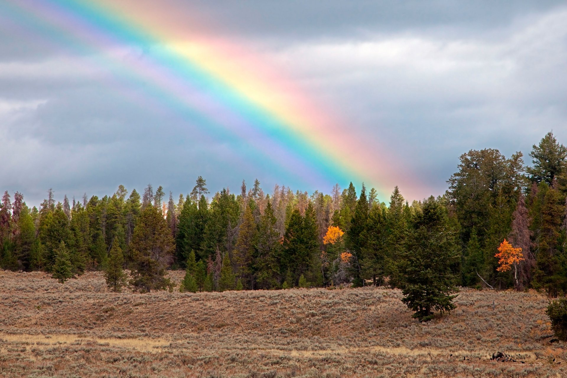 foresta arcobaleno orso autunno