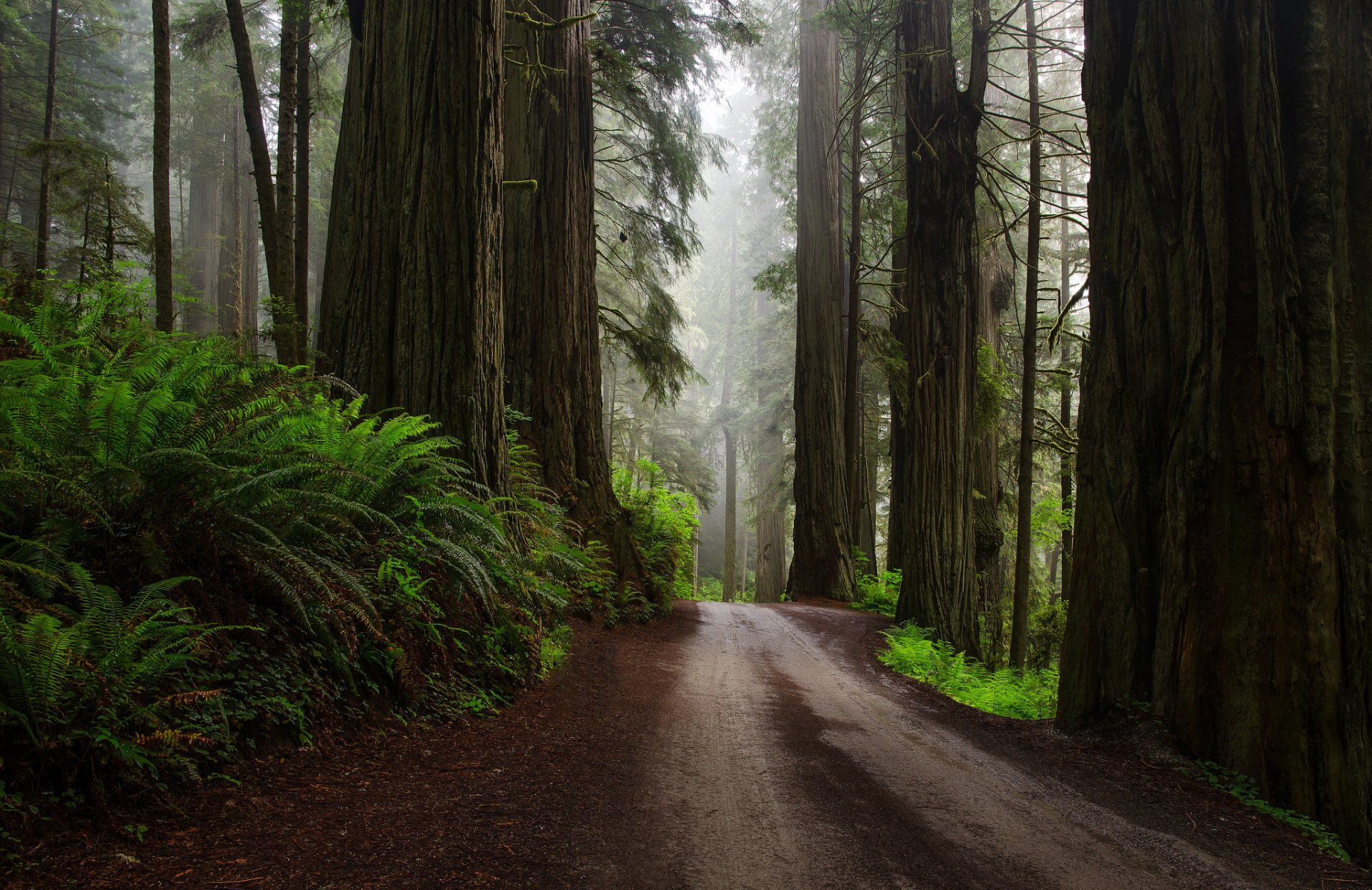 natura stati uniti foresta sequoie felci strada dopo la pioggia