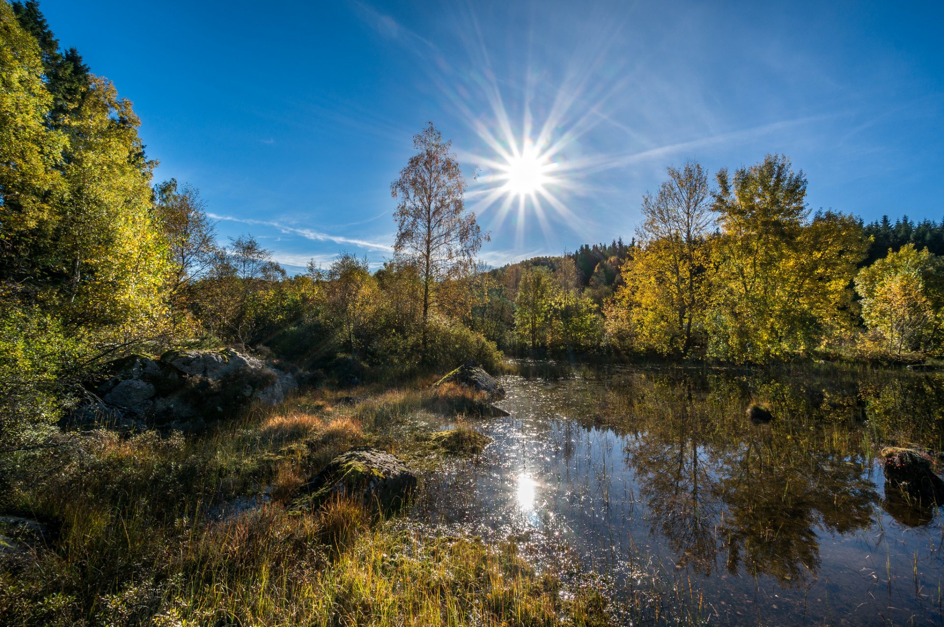 forêt lac réflexion été