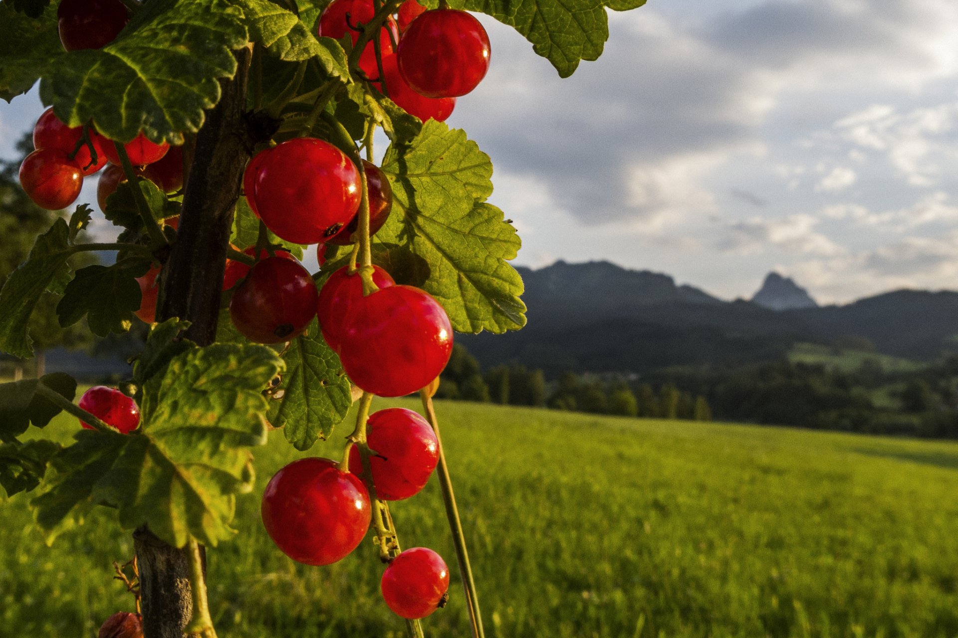 natura jagoda czerwona porzeczka liście pole niebo