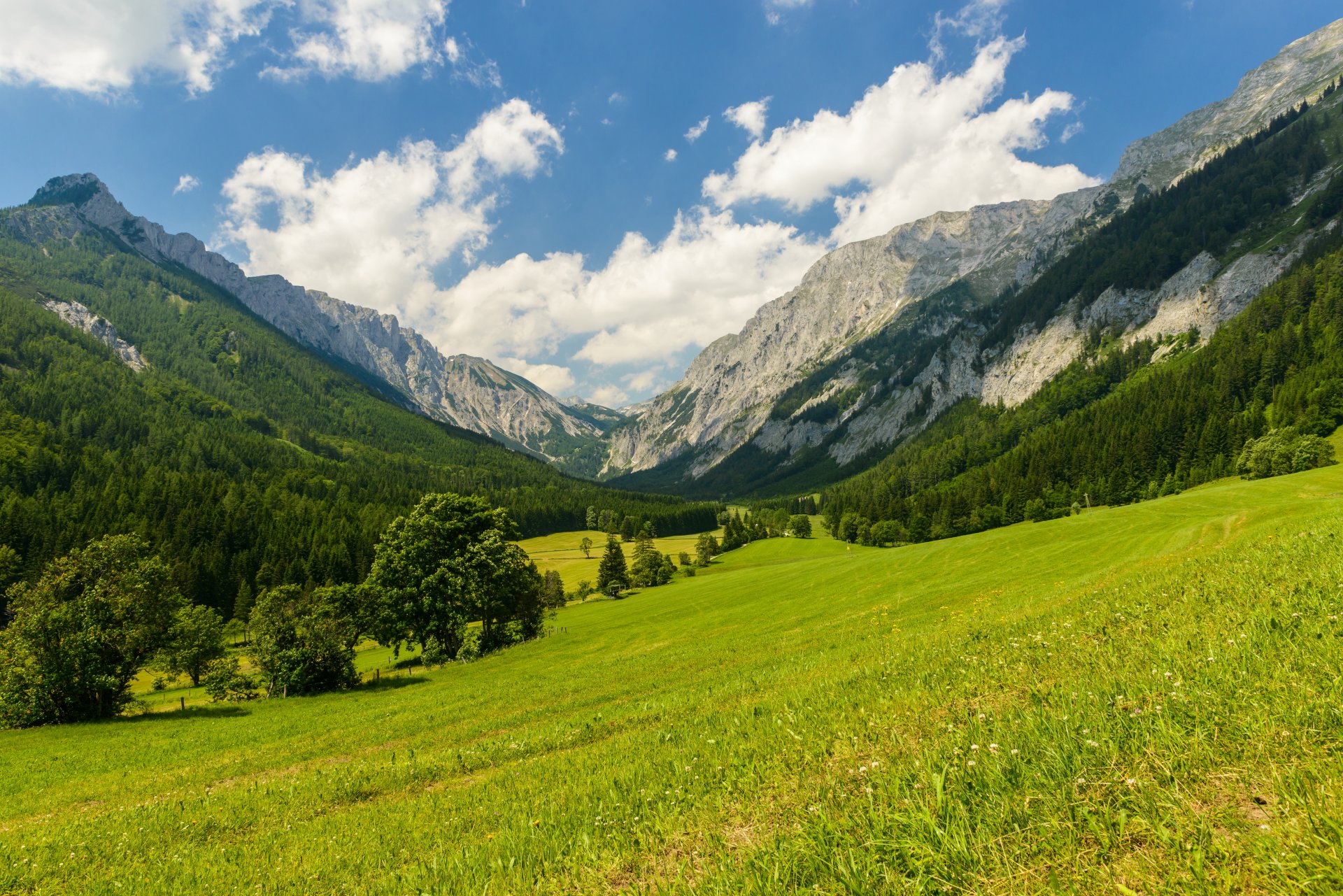 nature montagnes arbres clairière pré