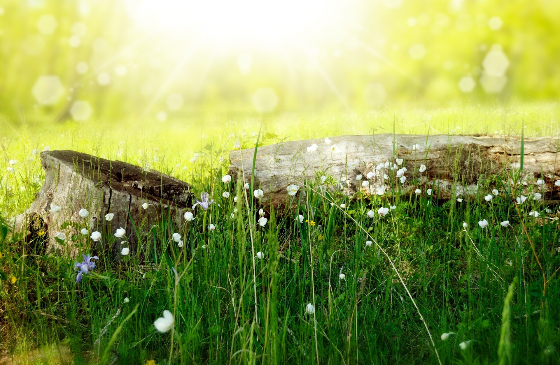 estate natura ceppo erba fiori luce bokeh tronco larissa koshkina