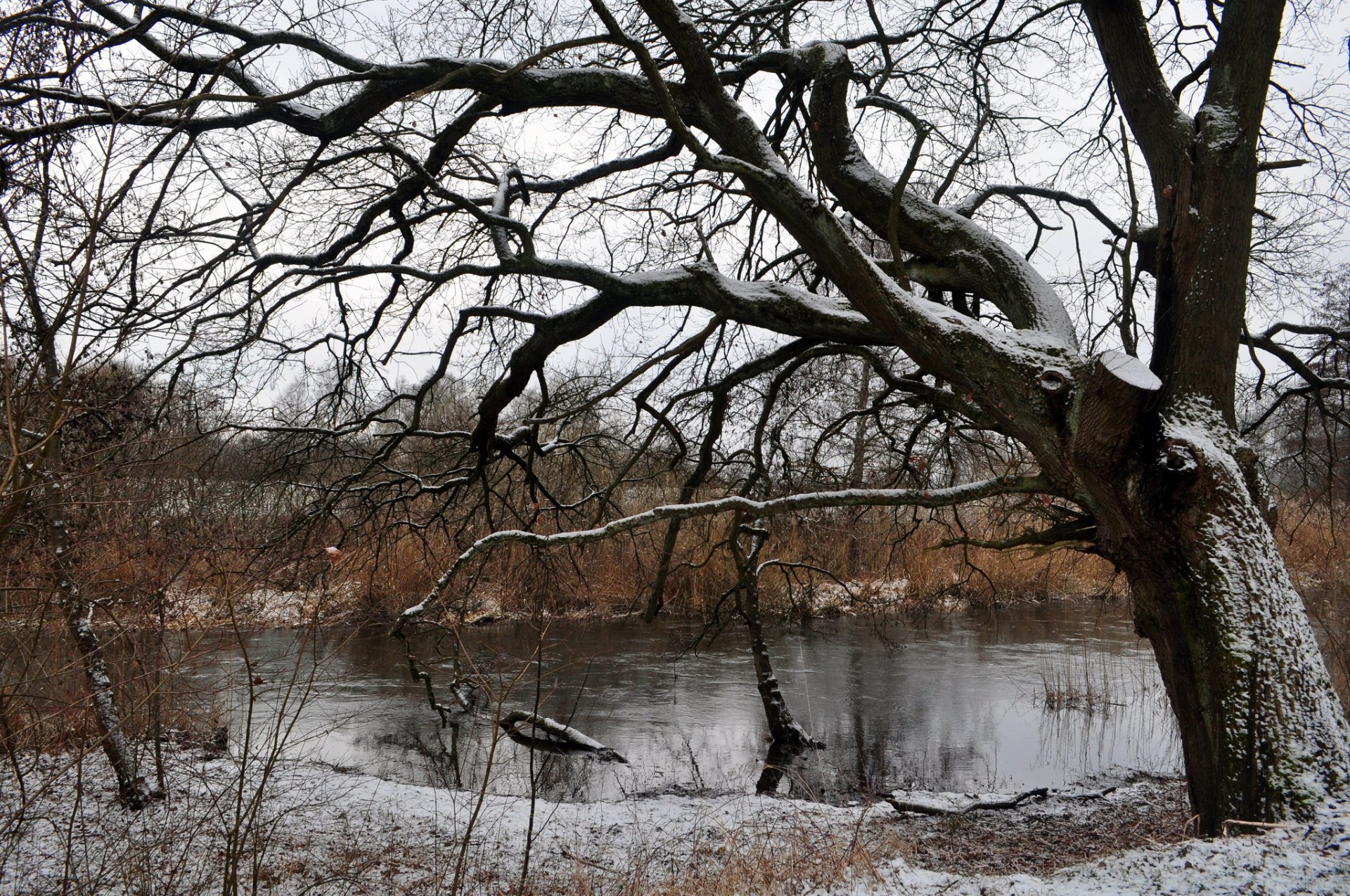 tree river snow winter