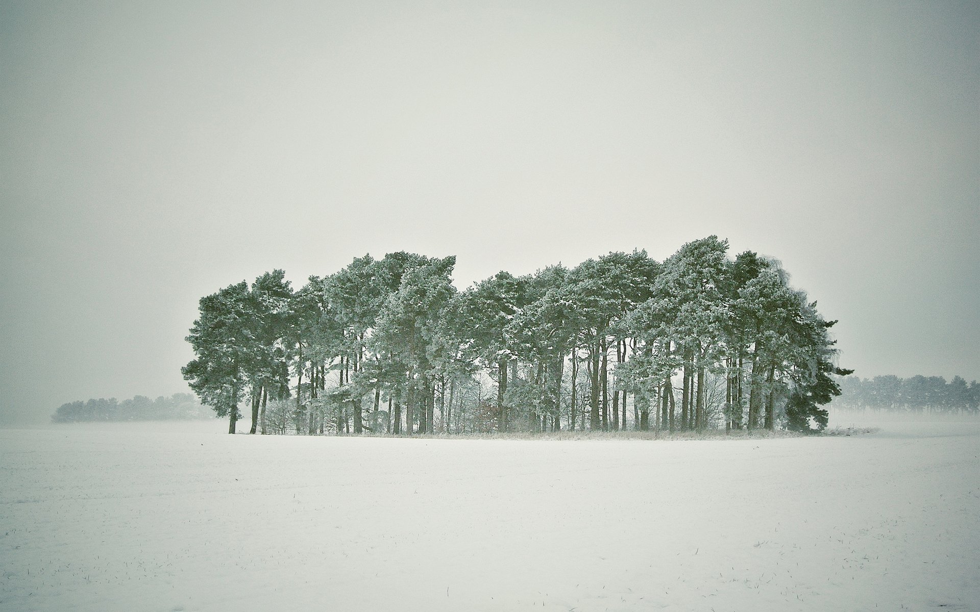 winter snow tree forest blizzard covered with snow