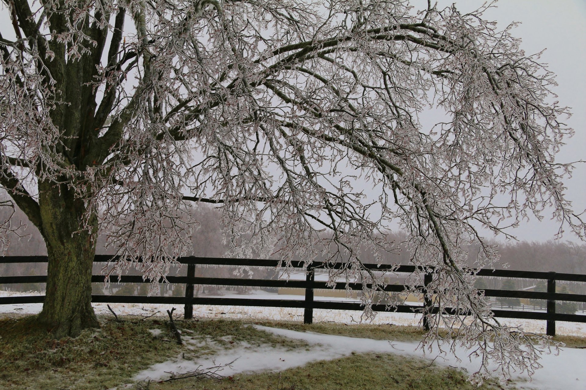 clôture arbre neige glace glaçons