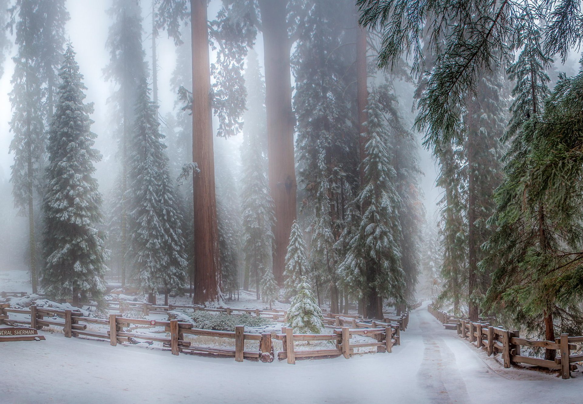 invierno nieve árboles secuelas parque