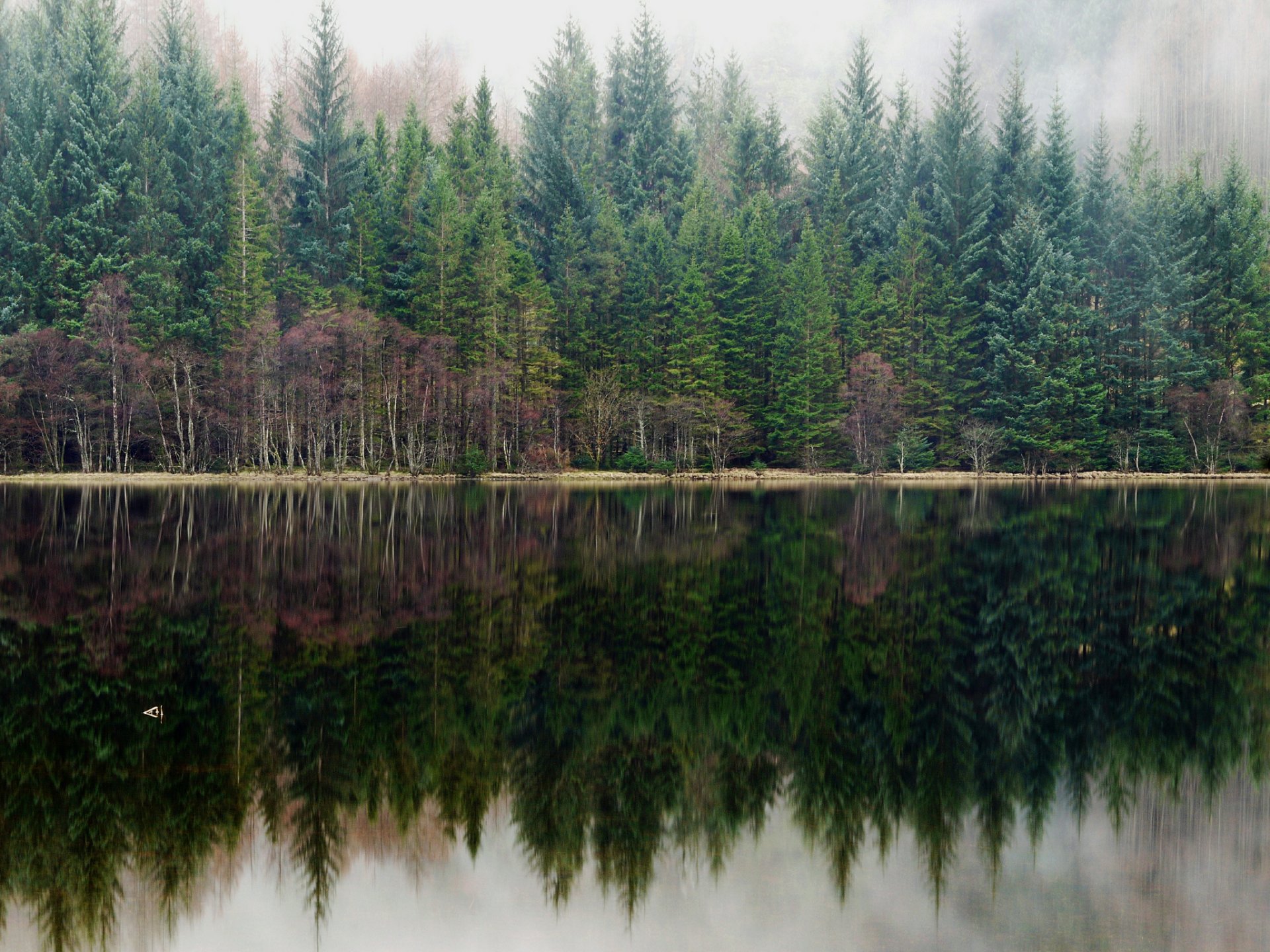 forêt pins brouillard lac réflexion