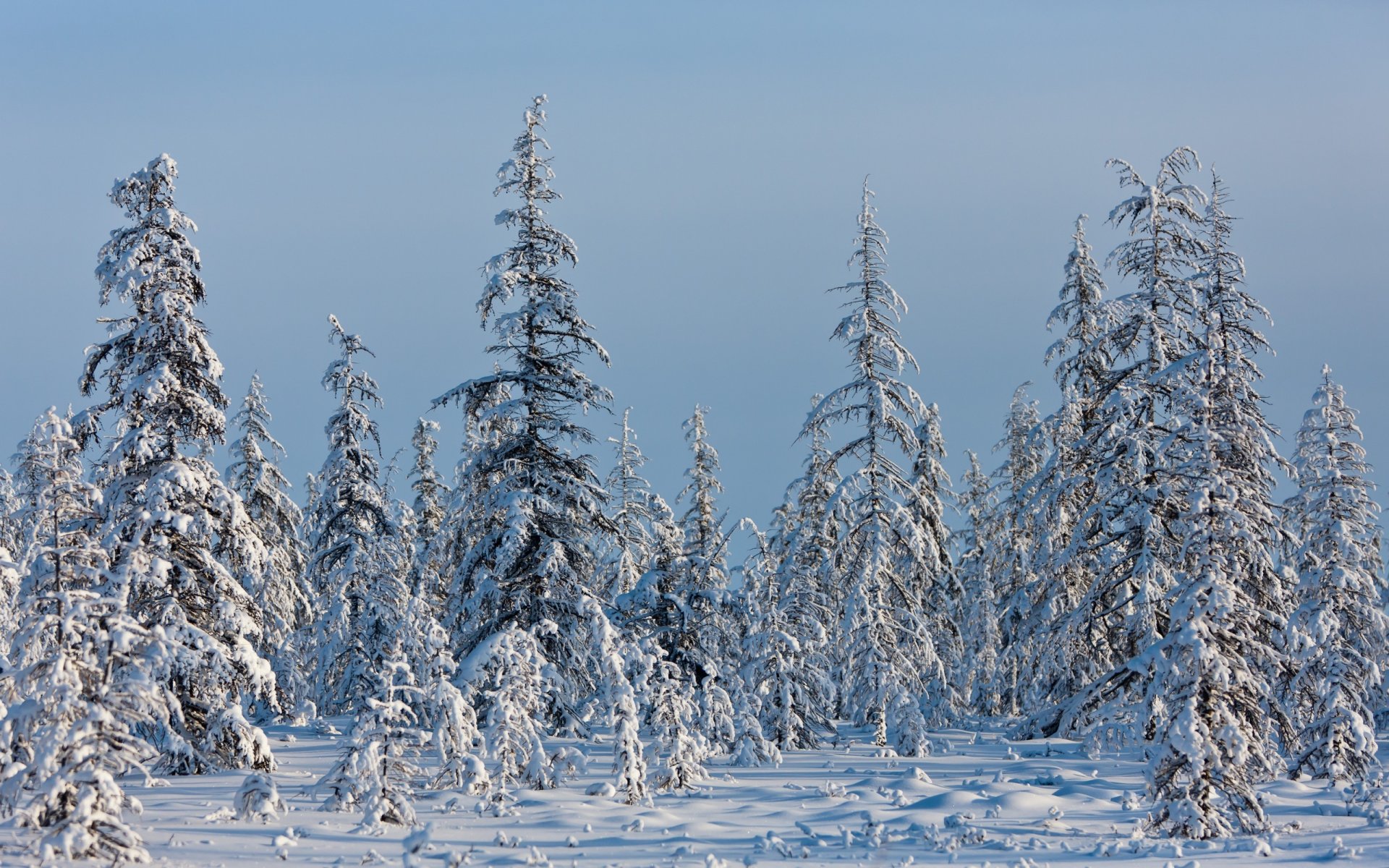 hiver épinette neige froid