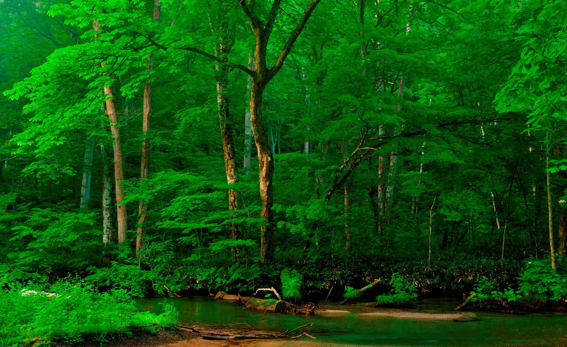 fluss ufer wald bäume alpen