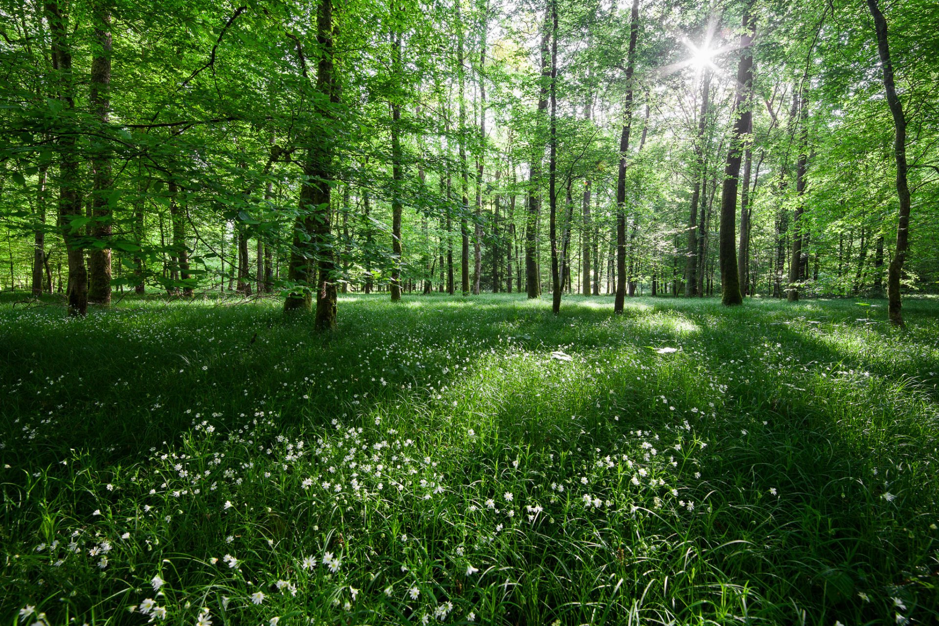 bosque árboles naturaleza luz flores