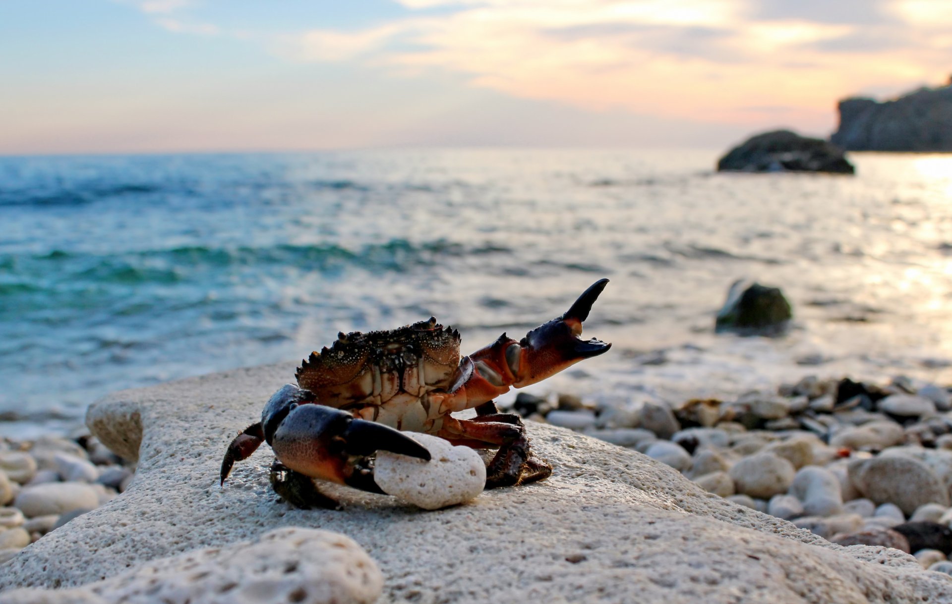 krabbe eriphia spinifrons krabben meer strand sand wellen steine krallen yandex bilder hall of fame