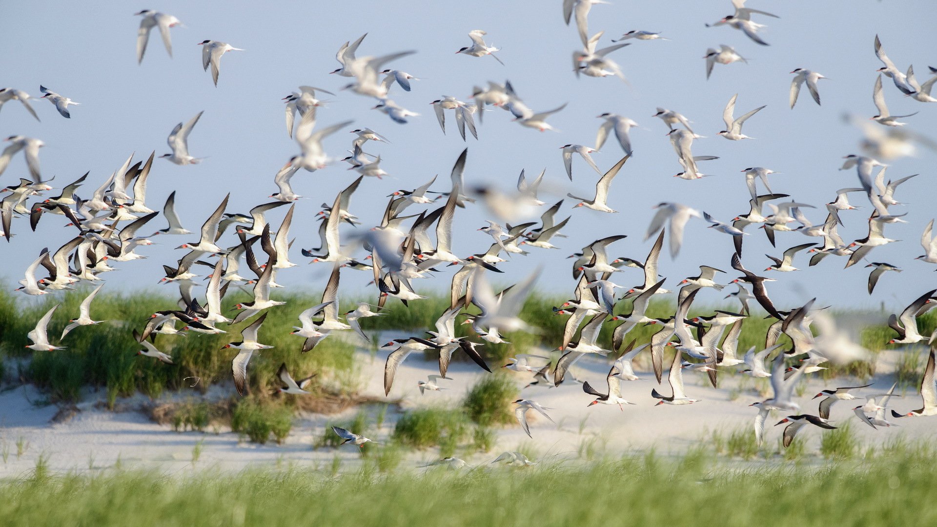 kimmers birds flight lido beach nature summer