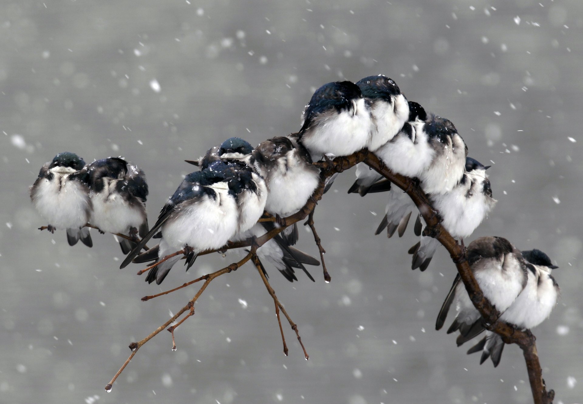 natura uccelli ramo neve