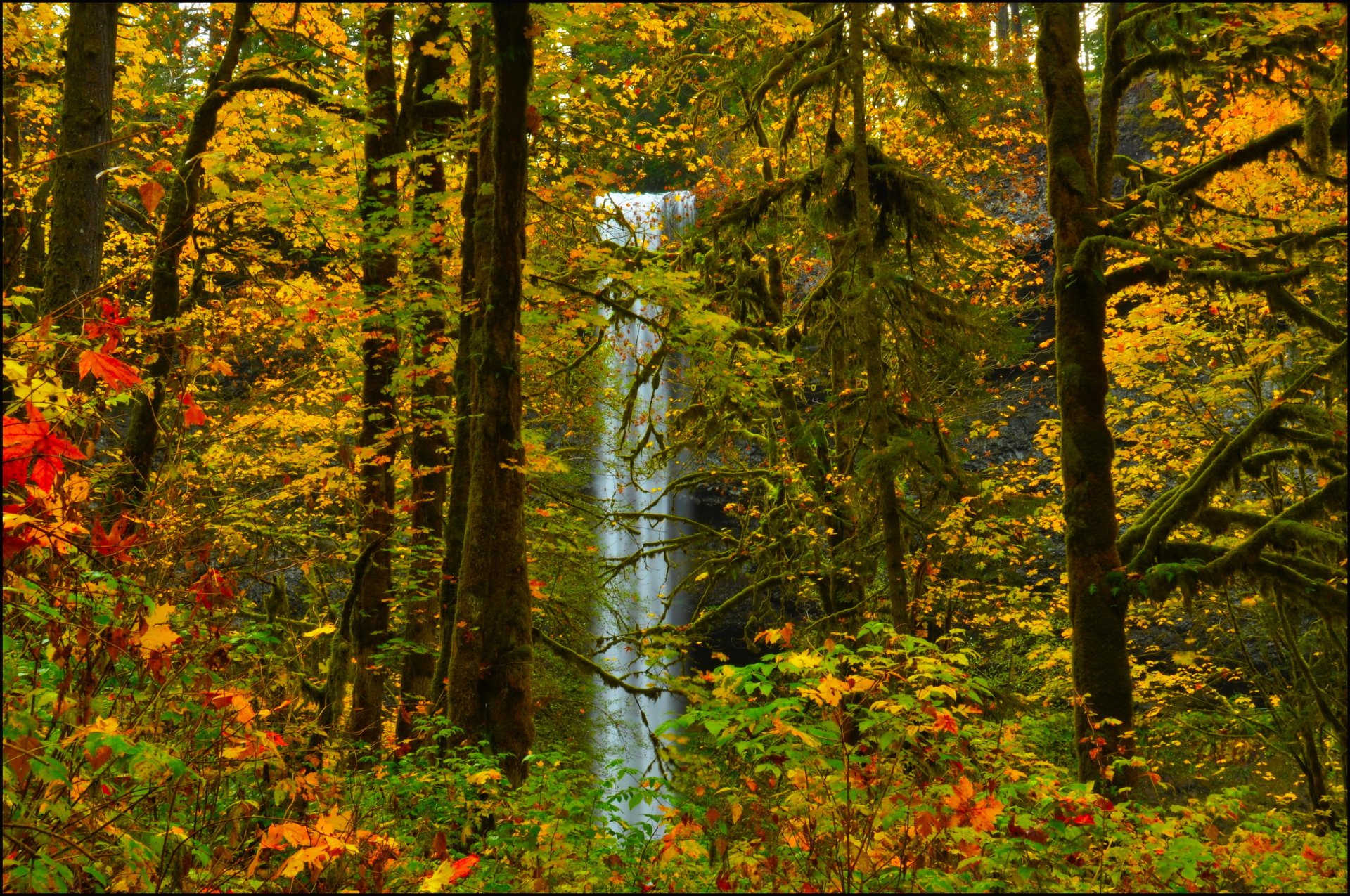 foresta autunno alberi foglie cascata