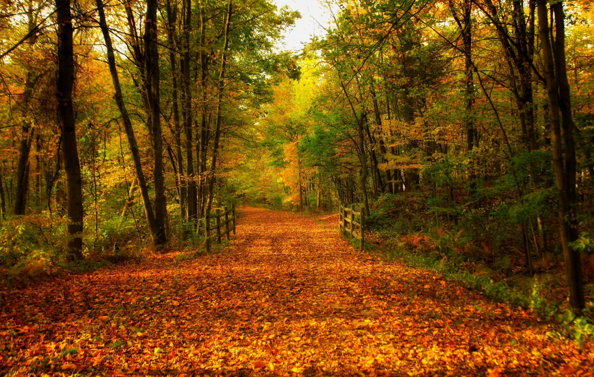 nature forest park trees bridge leaves colorful road autumn fall colors walk