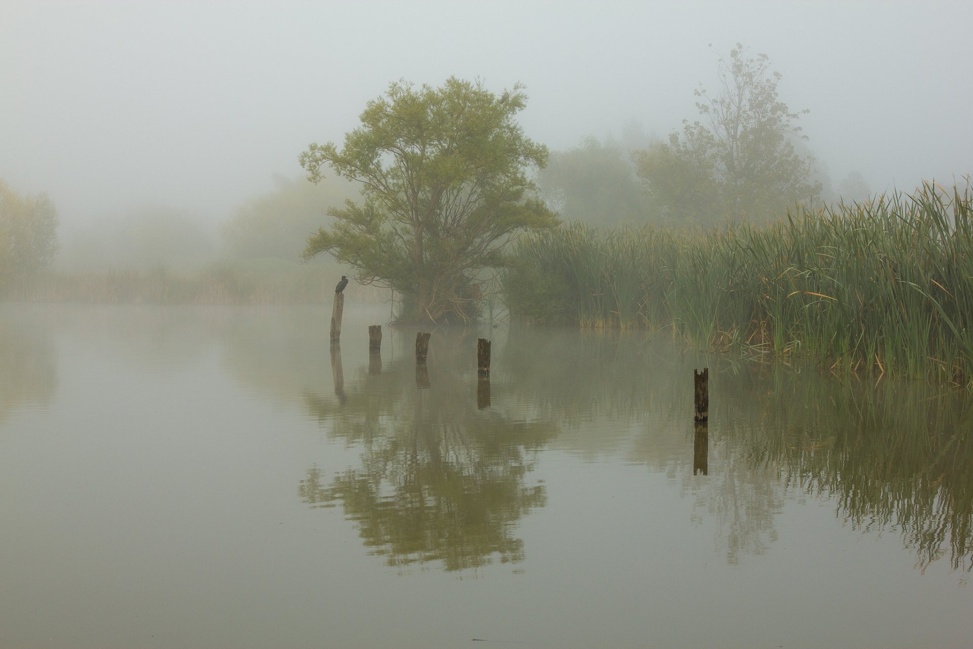 lago juncos pájaro mañana niebla