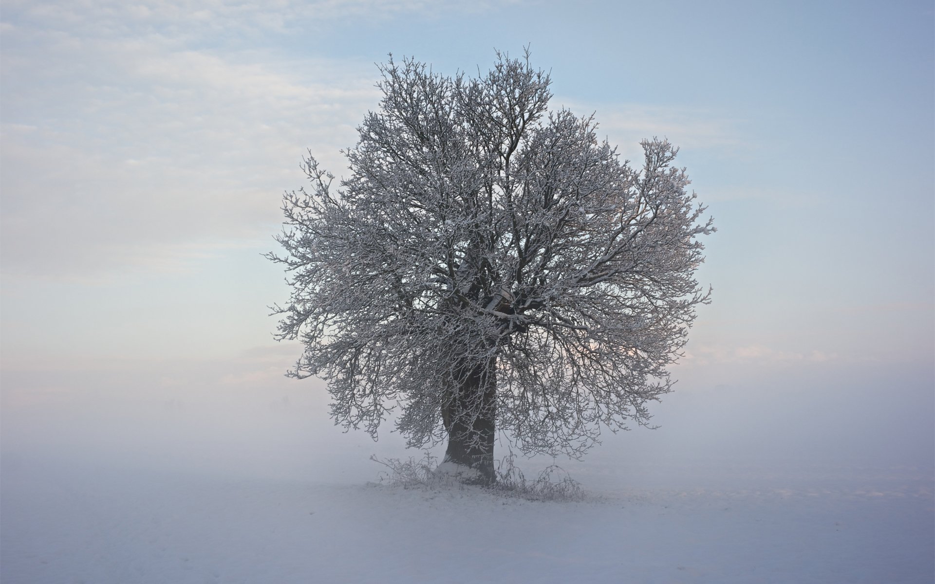 winter snow cool tree branche