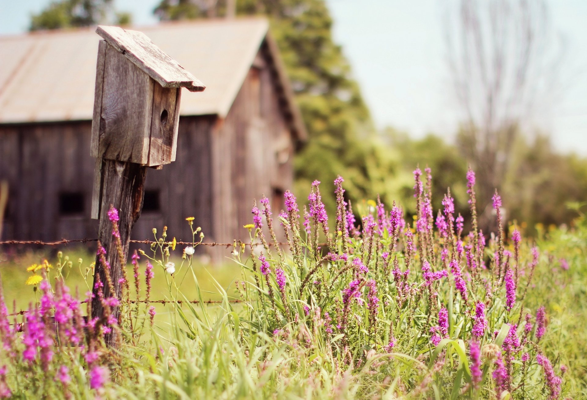 tarling house hut tree grass flower field summer nature