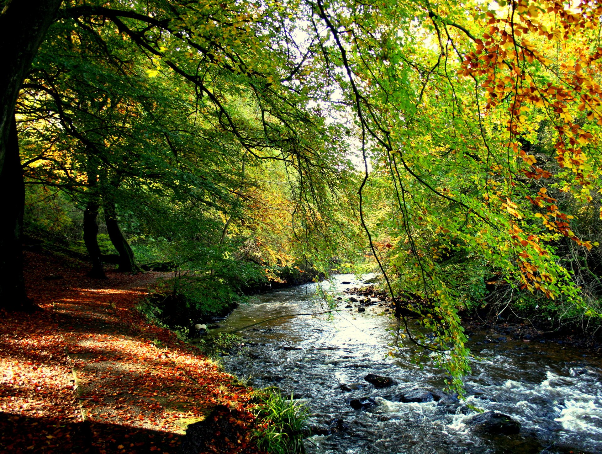 arroyo orilla bosque árboles follaje otoño