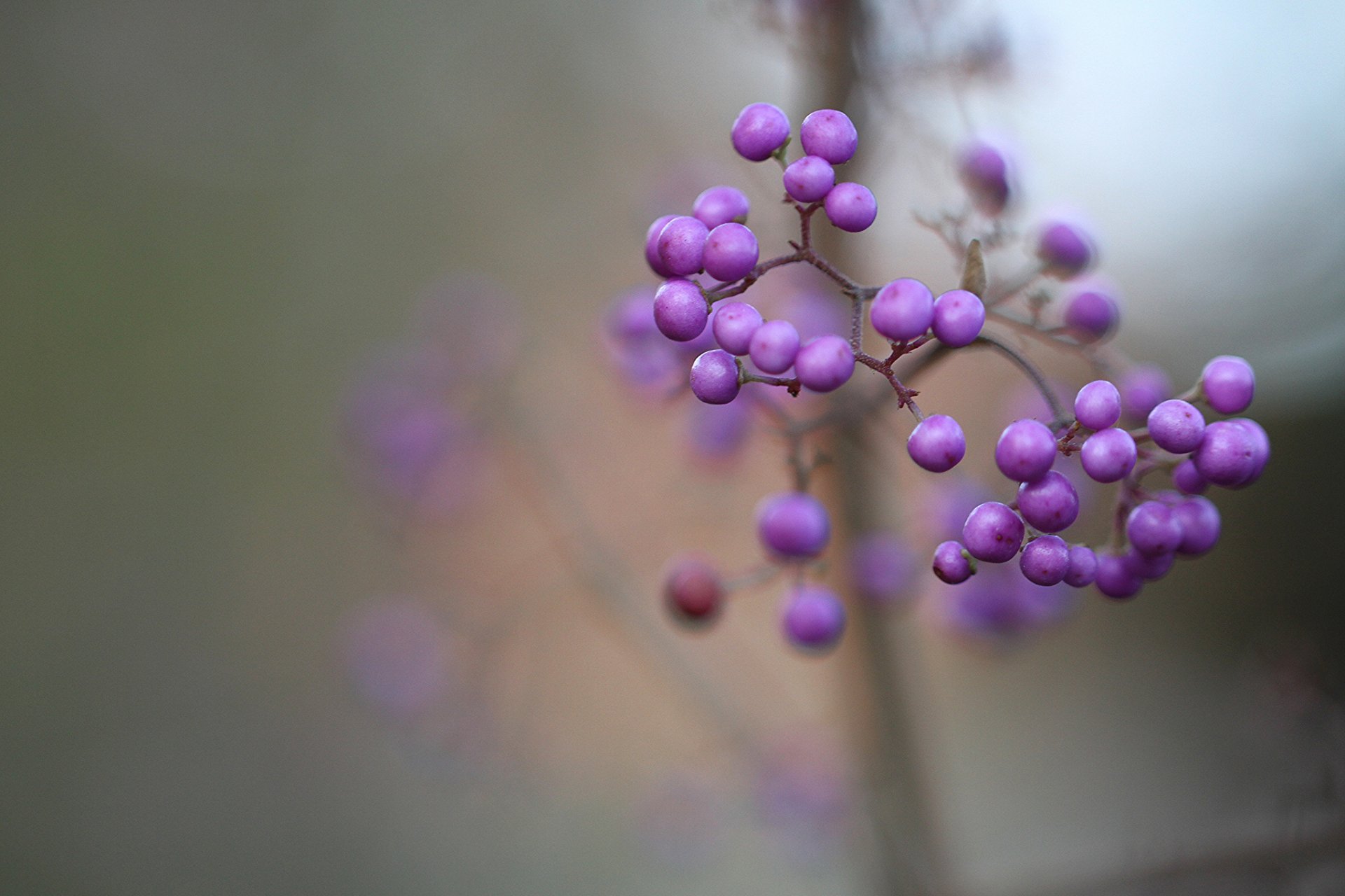 arbuste baies lilas violet belle plante callicarpa macro mise au point flou