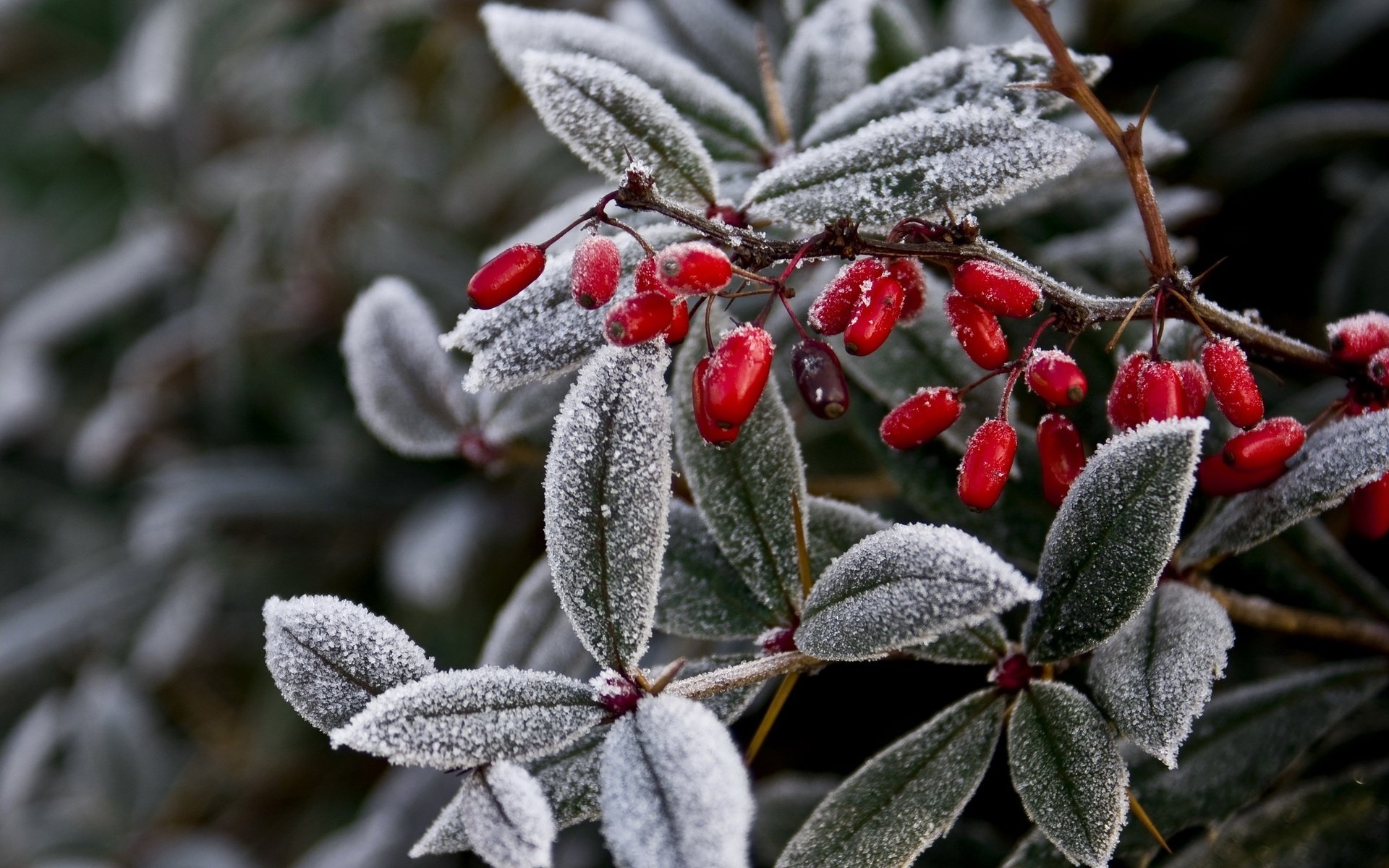 nature plante branche feuilles fruits baies gel givre givre hiver