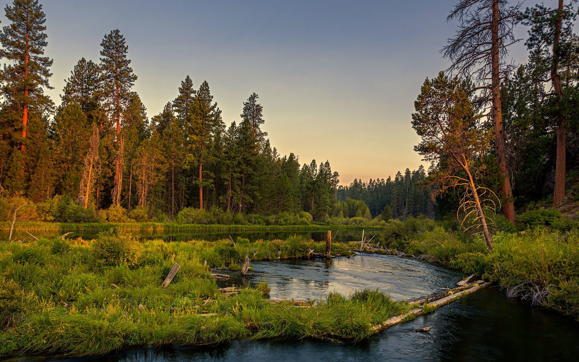 nature forest landscape lake summer sky