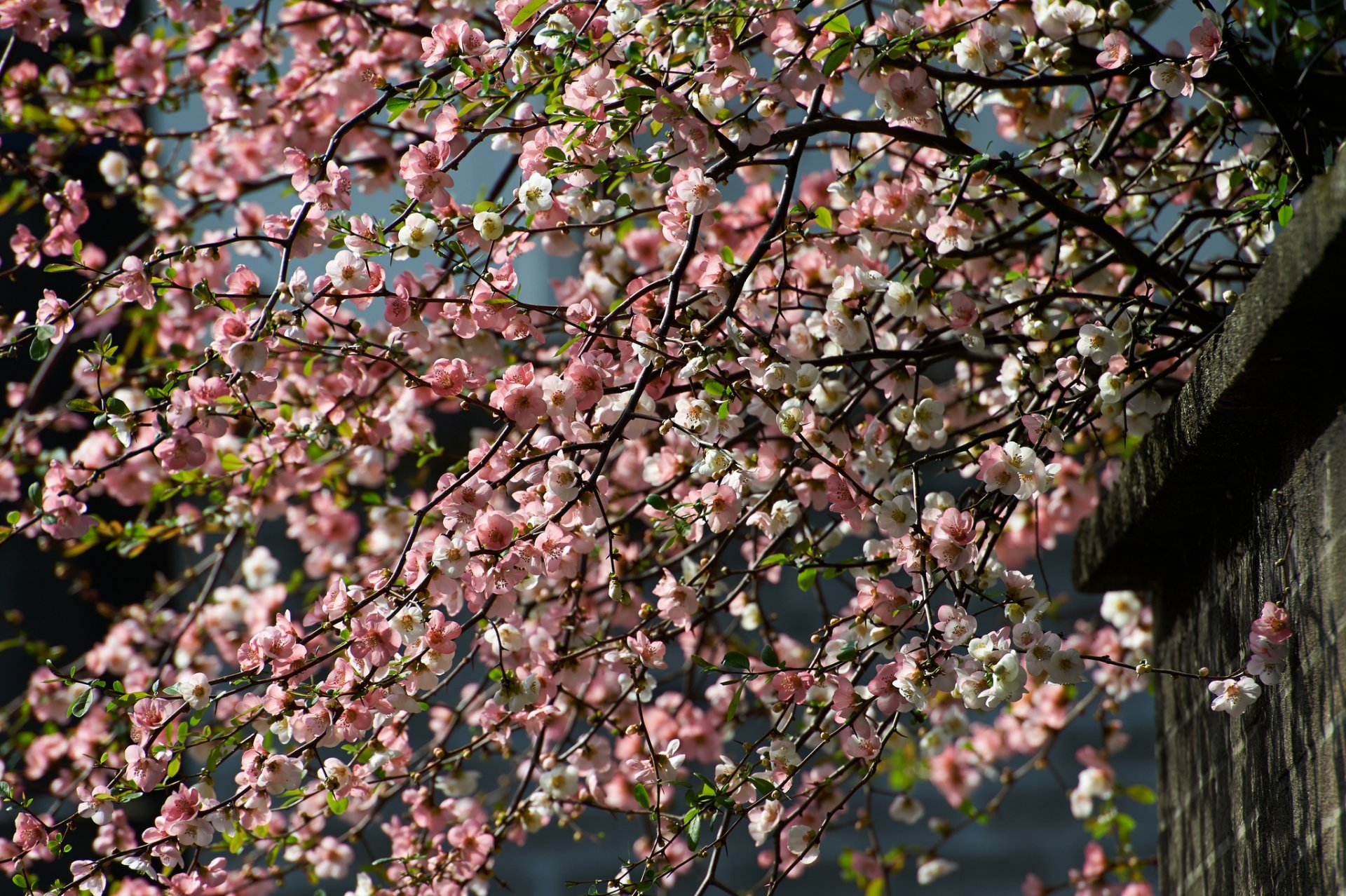 pring tree branches bloom cherry