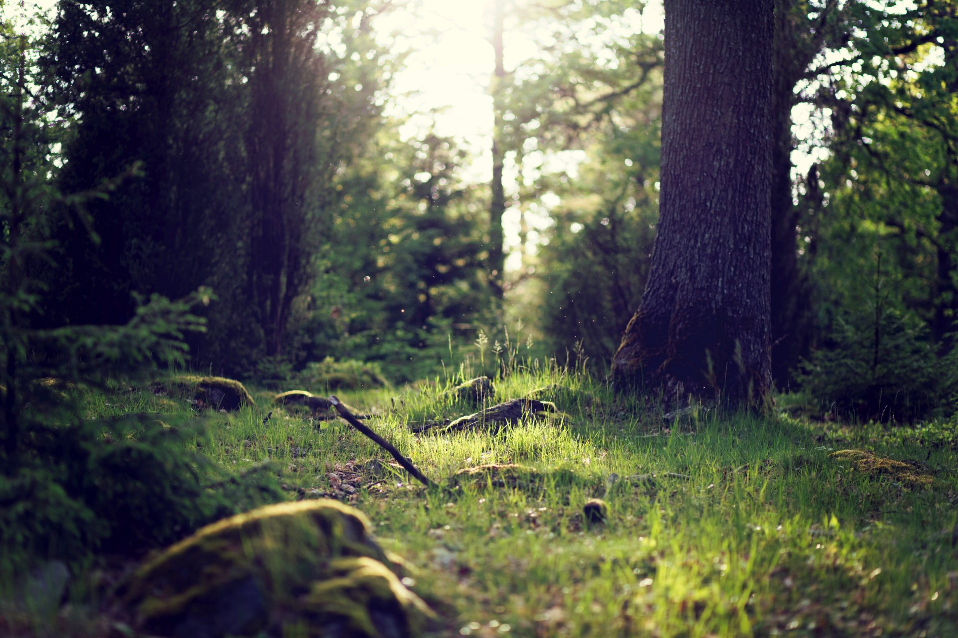 foresta alberi tronchi cespugli erba verde luce natura