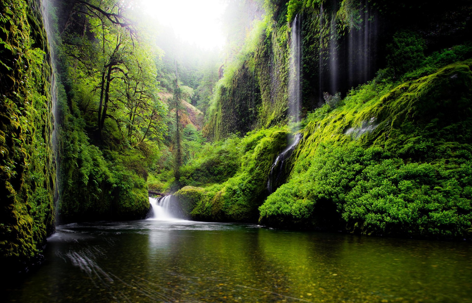 united states oregon waterfalls river water tree leaves green spring nature