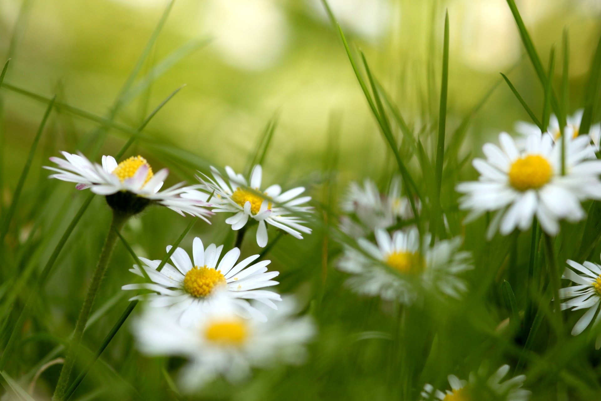 blumen gänseblümchen gras