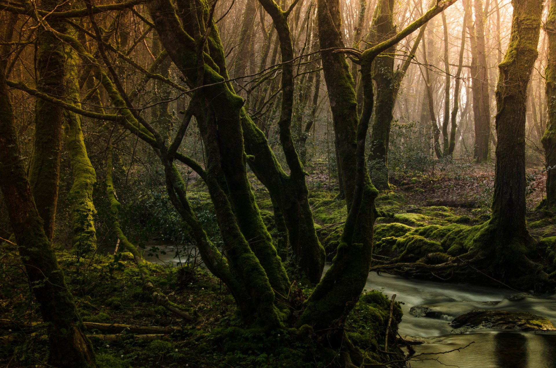 forêt arbres mousse ruisseau