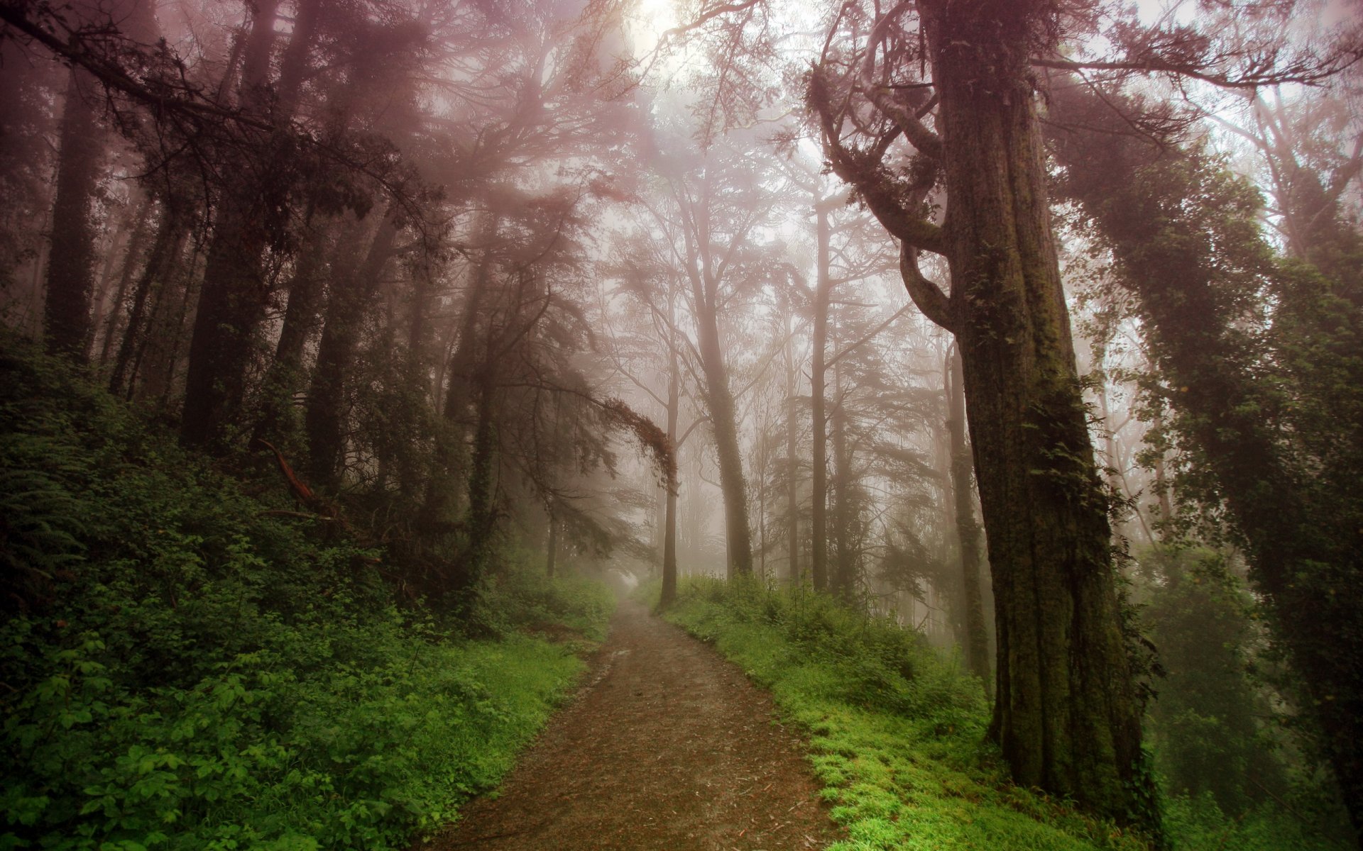 route montagnes brouillard nature