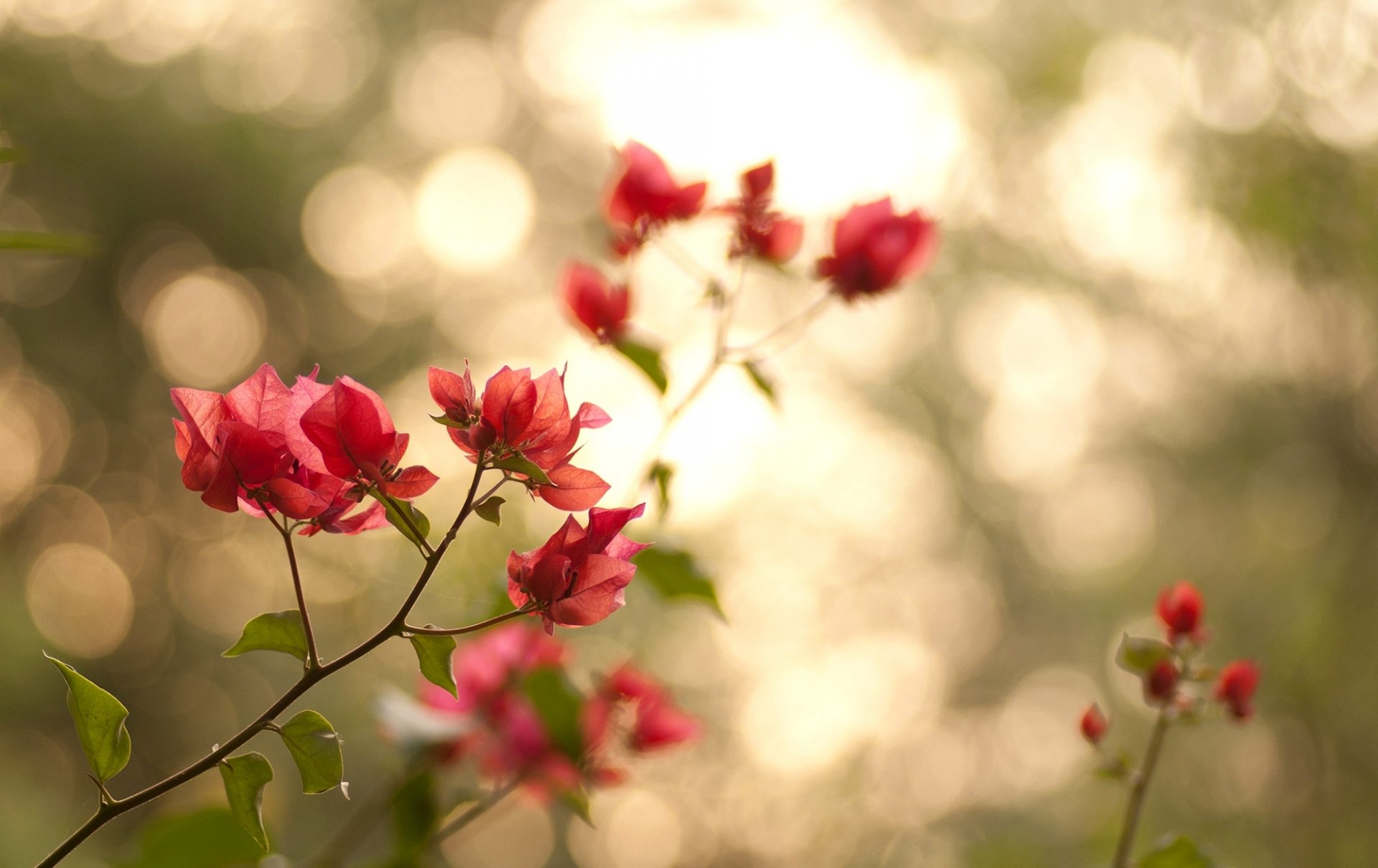 branches feuilles pétales fleurs rose vert nature bokeh lumière