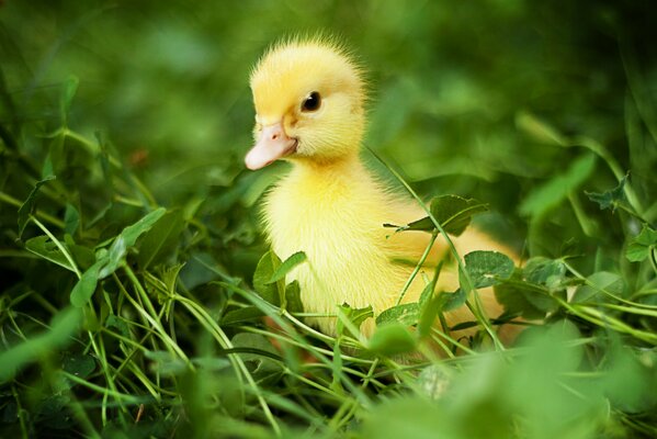 Pequeño patito amarillo en el fondo de la exuberante vegetación. Fotógrafa Anna Levankova