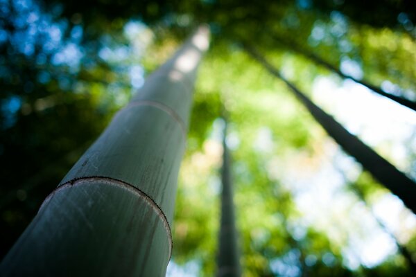 Bamboo forest on a clear day