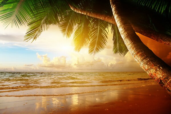 Puesta de sol en la playa del paraíso