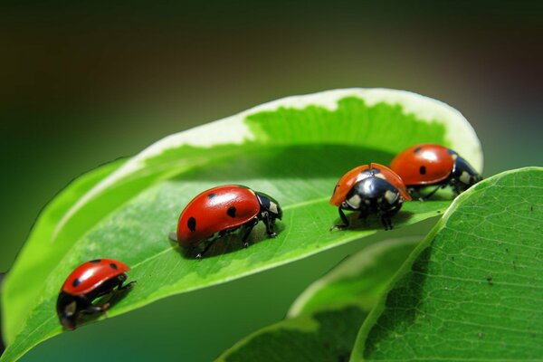 Meeting of ladybugs on a leaflet