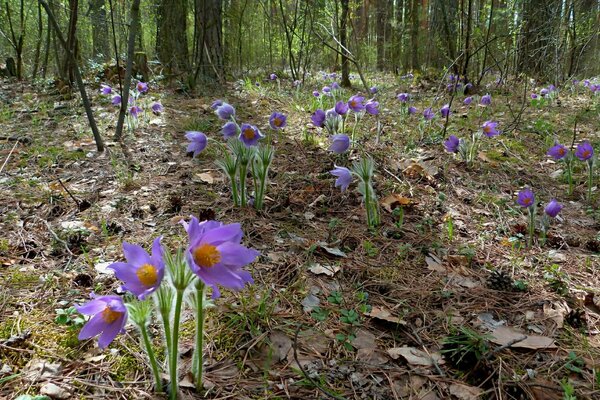 Flores en el bosque de primavera