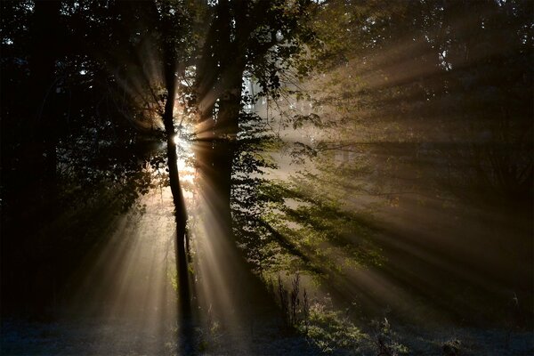 Sonnenlicht, das sich durch die Baumkronen schleicht