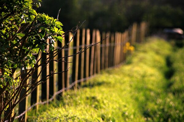 Recinzione e vegetazione in macro